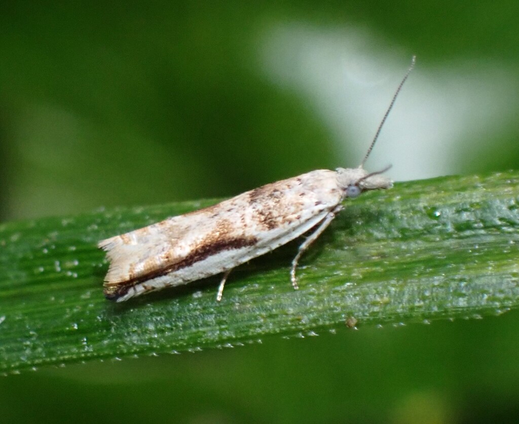 Parthenia Invasive Holocola parthenia from South Wairarapa District, Wellington Region ...