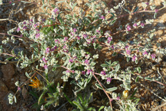 Aizoon mezianum