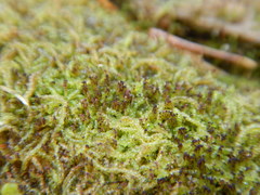 Crossocalyx hellerianus