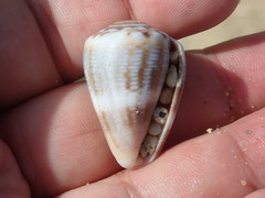 Conus mus