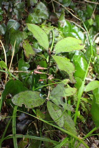 Alseuosmia pusilla (Alseuosmia pusilla)