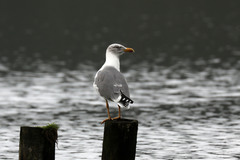 Larus michahellis atlantis