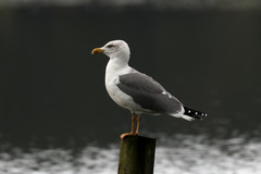 Larus michahellis atlantis
