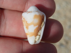 Conus regius