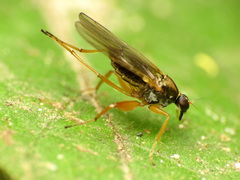 Platypalpus discifer