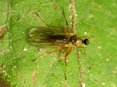 Platypalpus discifer