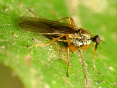 Platypalpus discifer