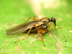 Platypalpus discifer