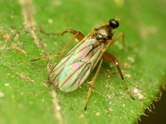 Platypalpus discifer