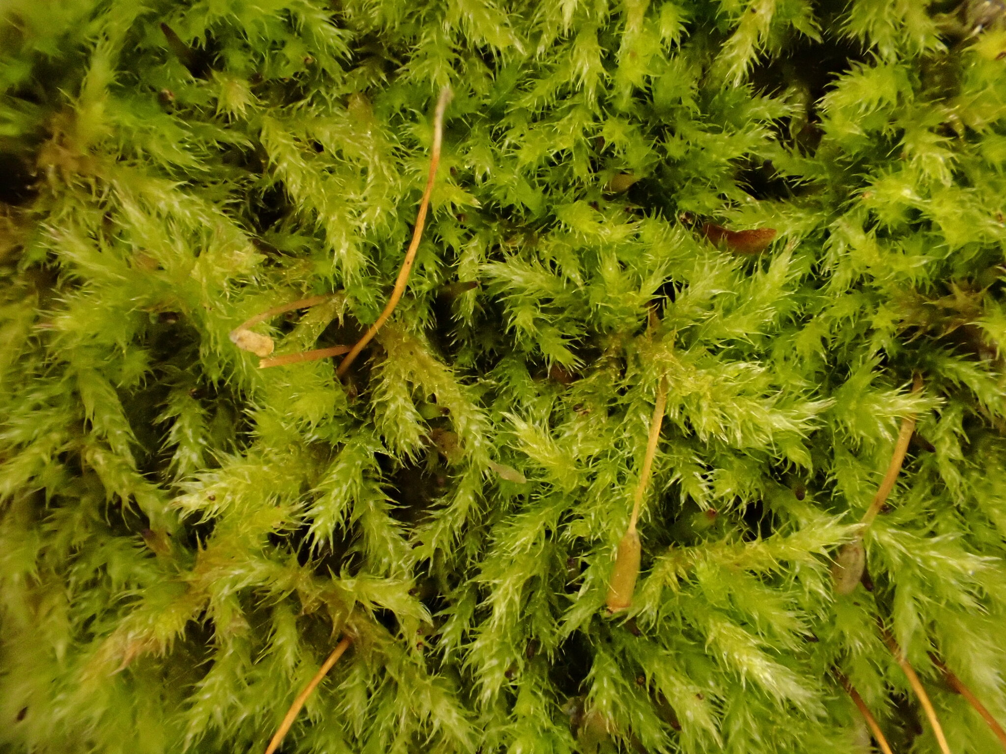 Jochenia protuberans