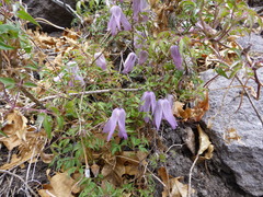Clematis occidentalis