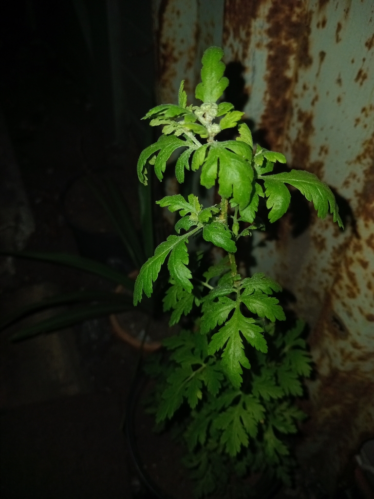 Petroselinum crispum