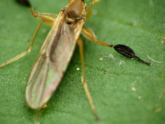 Platypalpus discifer