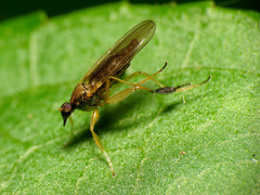 Platypalpus discifer