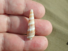 Terebridae