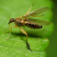 Platypalpus discifer