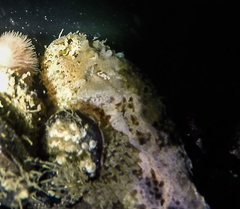 Hemitripterus americanus