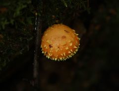 Pholiota