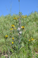 Delphinium rugulosum