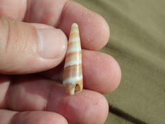 Terebridae