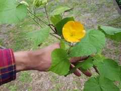 Callianthe pauciflora