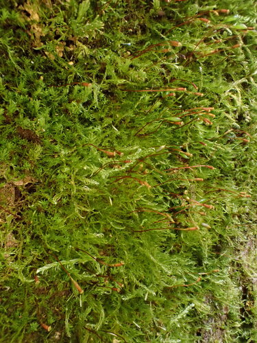 Pseudoamblystegium subtile observed 2025-10-17