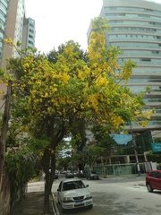 Angiospermae