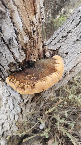 iNaturalist observation photo of Fungi Including Lichens