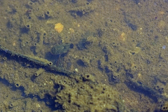 Sigara sublaevifrons