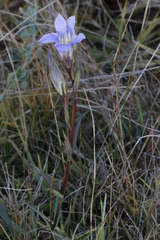 Gentiana bicuspidata