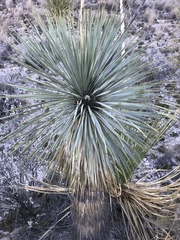 Yucca rostrata