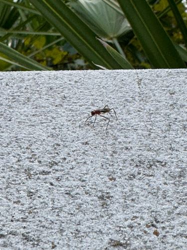 Unknown species found near McCarty Dr, Gainesville, FL, US