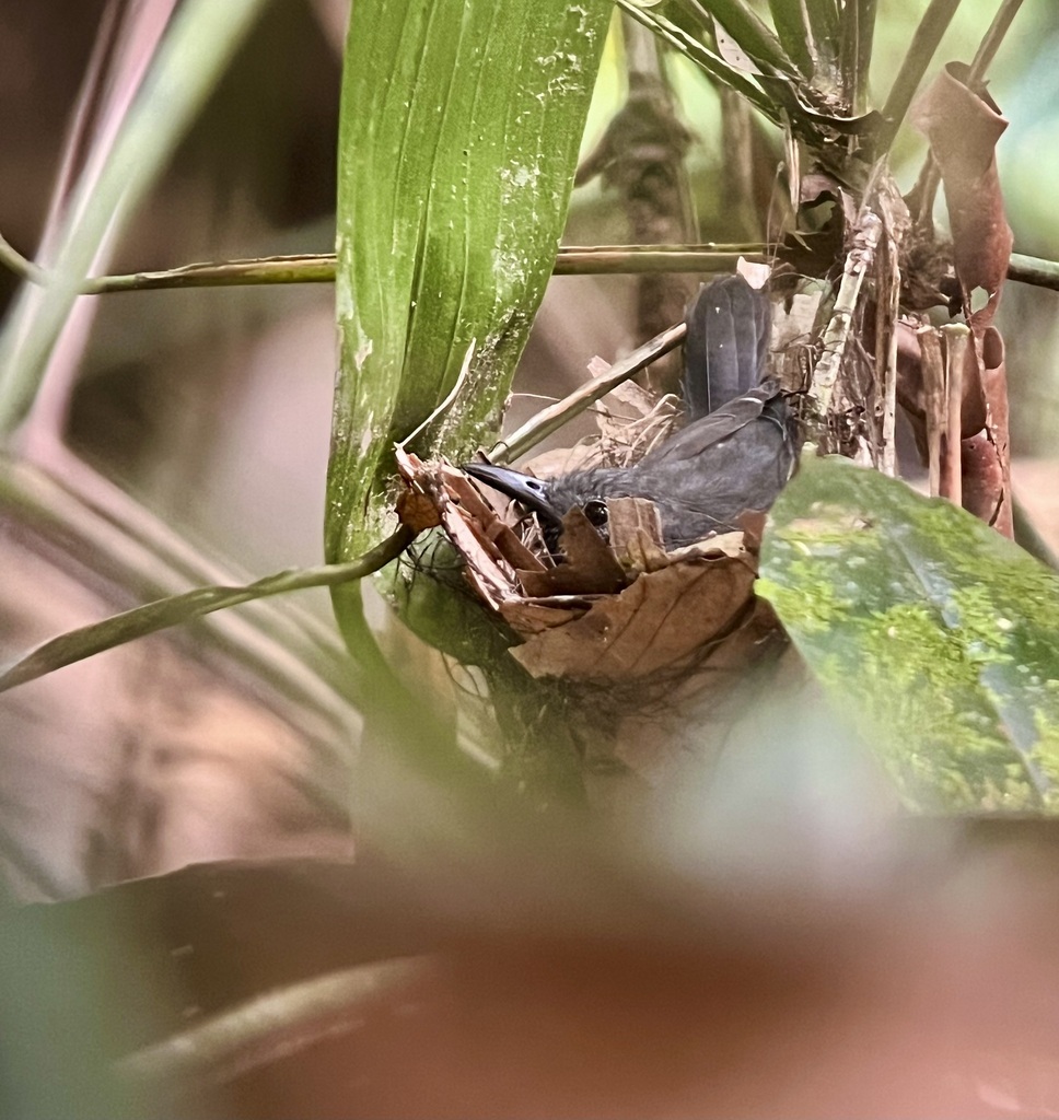 Plain-winged Antwren