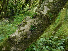 Buxus colchica