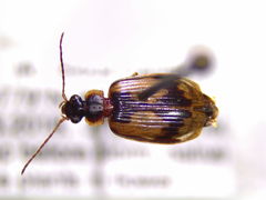 Lebia fuscata