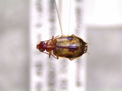 Lebia guttula