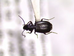 Syntomus americanus