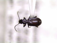 Microlestes linearis