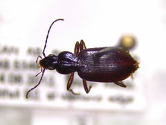 Agonum thoreyi