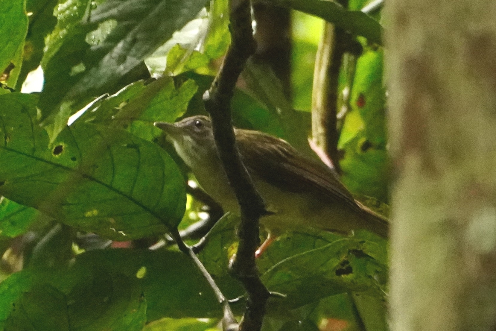 Brown-cheeked Bulbul (Alophoixus bres), photo 7