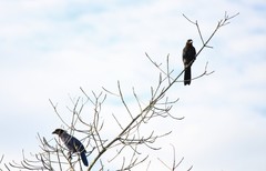 Cyanocorax caeruleus