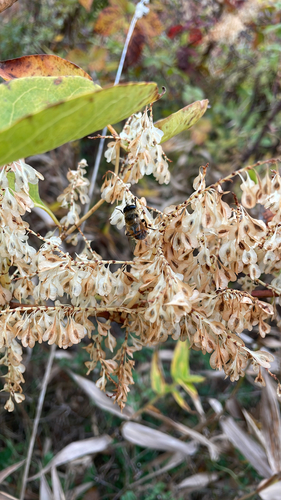 Unknown species found near Kepler Rd, Pennsylvania Furnace, PA, US