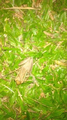 Trachycephalus mesophaeus