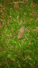 Trachycephalus mesophaeus