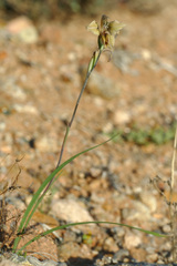 Gladiolus orchidiflorus