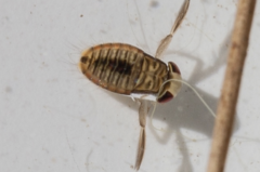 Sigara sublaevifrons