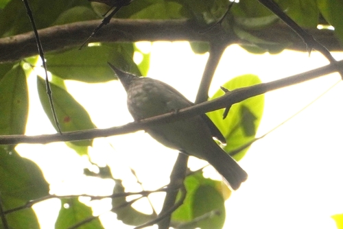 Streaked Bulbul (Ixos malaccensis), photo 10
