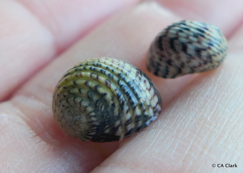 Four-toothed Nerite