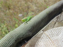 Conocephalus longipes