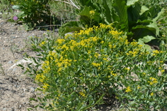 Haplophyllum perforatum